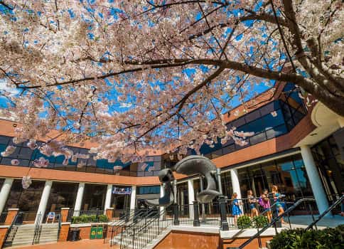 Exterior of University Student Commons with blossoming cherry trees
